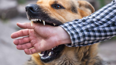 Dog bites can cause serious injuries