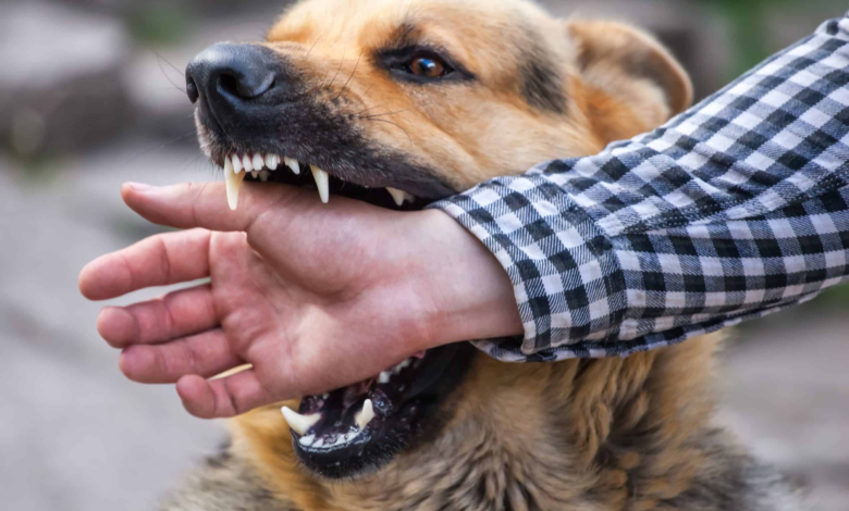 Dog bites can cause serious injuries